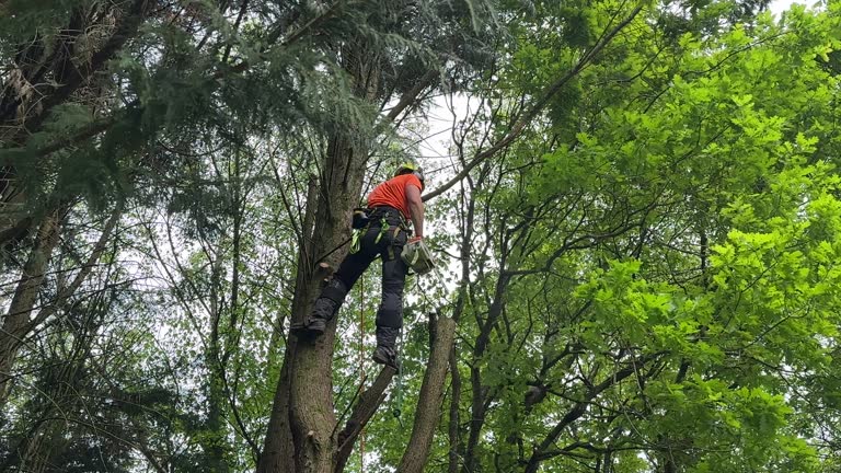 Best Seasonal Cleanup (Spring/Fall)  in Palmview, TX