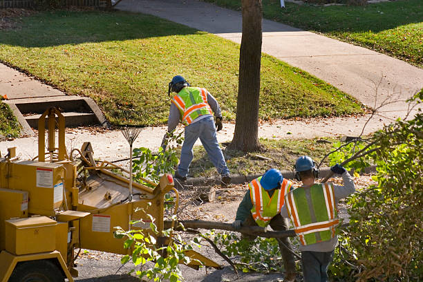 Best Weed Control  in Palmview, TX